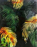 Leaves 3 Green by Robert Kerr