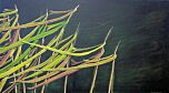 Shore Lines by Mark Wooller